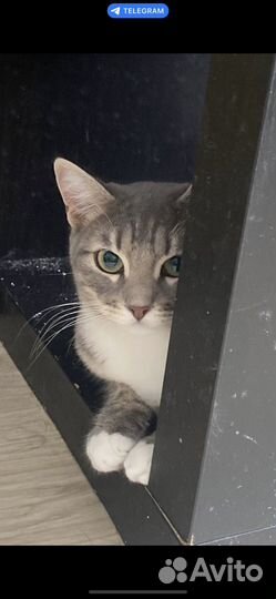 Кошка в дар