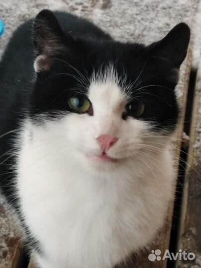 Котик Мурзик с золотыми глазками с подводкой в дар