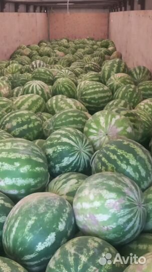 Арбуз оптом