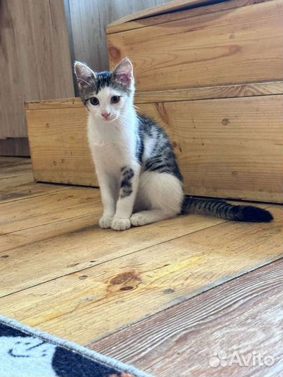 Кошка в дар бесплатно