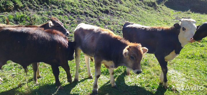 Телята симменталы