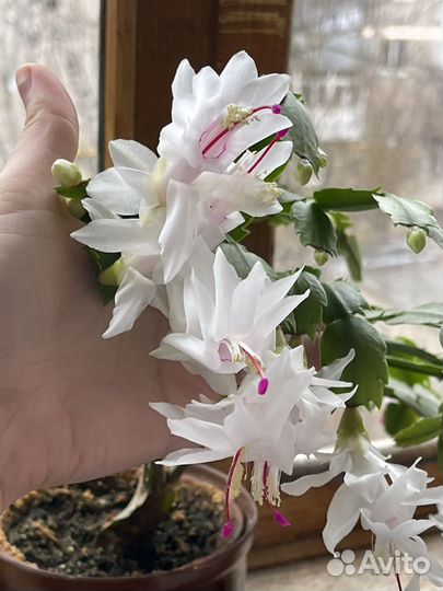 Декабрист шлюмбергера сортовые