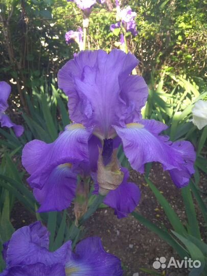 Сортовой Ирис