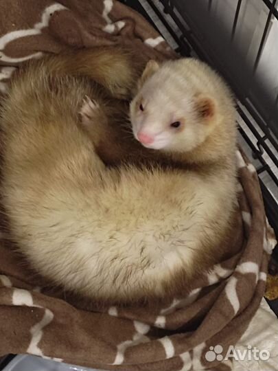 Хорек с клеткой