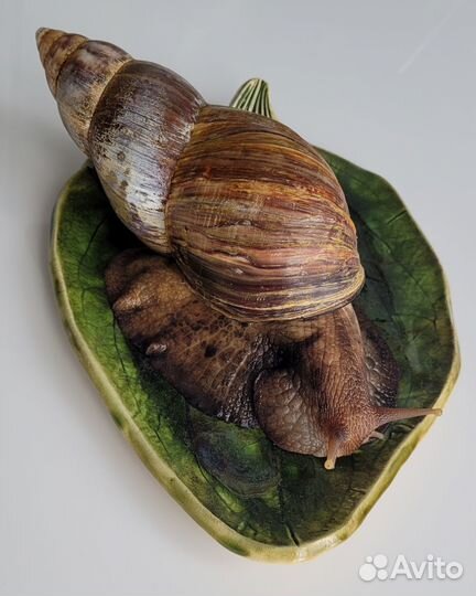 Улитка ахатина