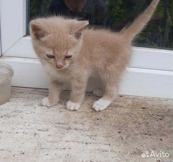 Котята бесплатно