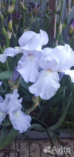 Ирисы
