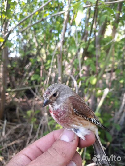 Певчие птицы