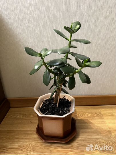 Денежное дерево красула толстянка
