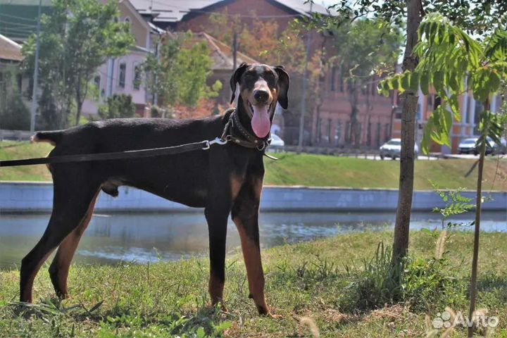 Саймон ищет семью