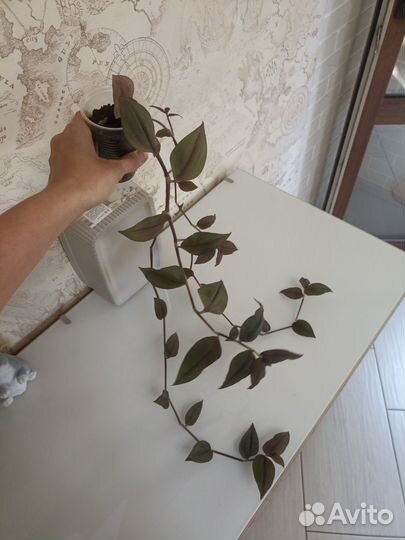 Традесканция Chocolate Hill