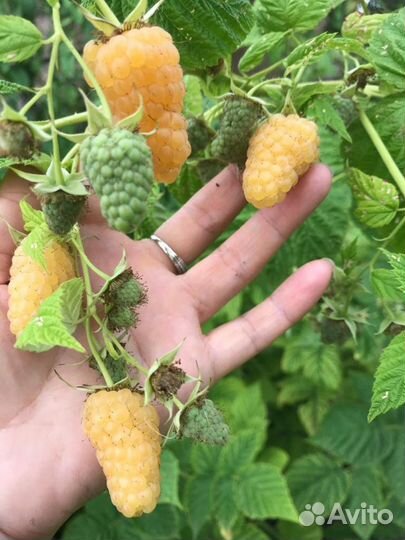 Малина сортовая