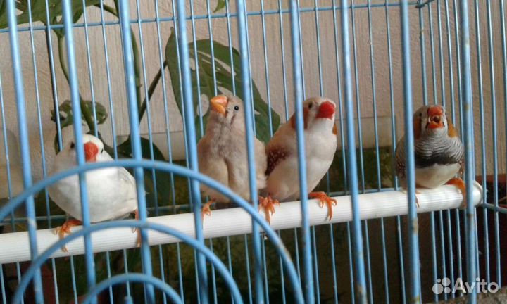 Зебровые амадины