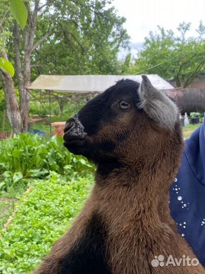 Козлики Нубокомори