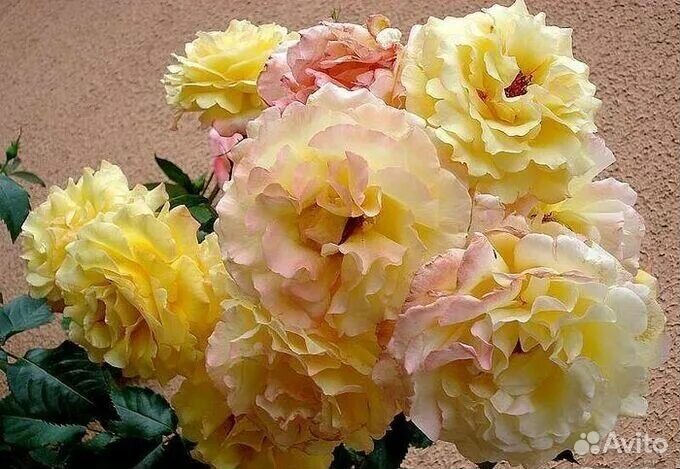 Роза Катрин Лаборде (саженец)