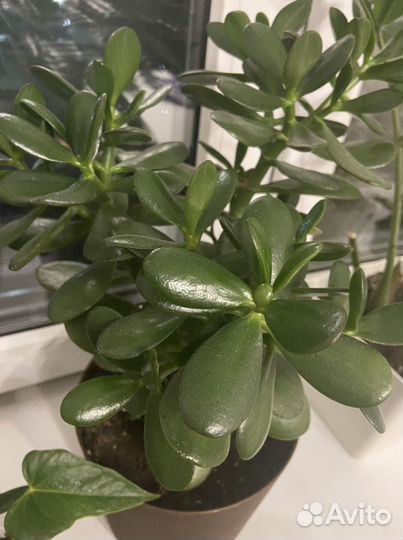 Толстянка денежное дерево