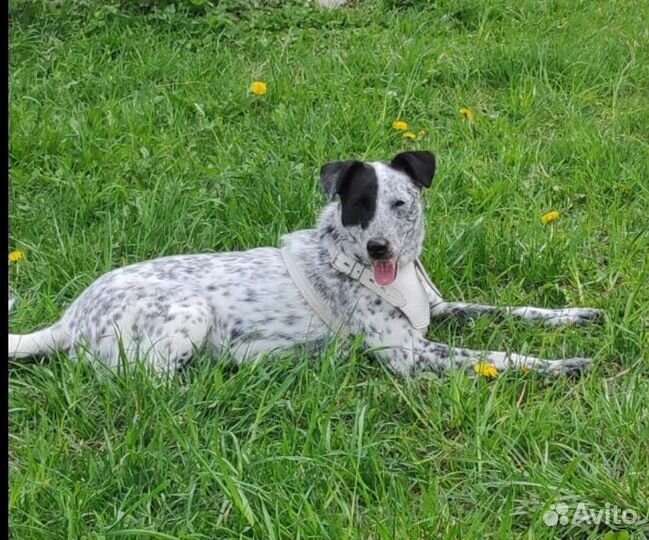 Собака компаньон Юмми в дар