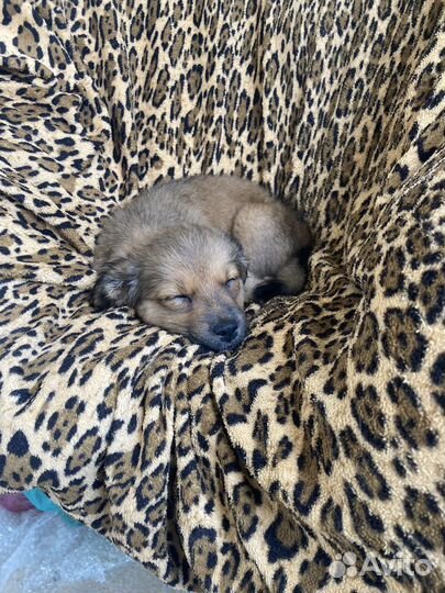 Собака в добрые руки щенок девочка