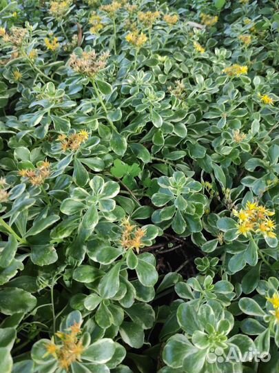 Очитки почвопокровные, разные сорта