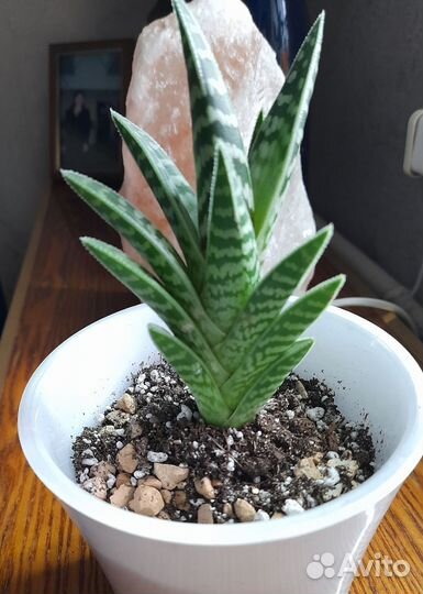 Алое Пестрое Тигровое