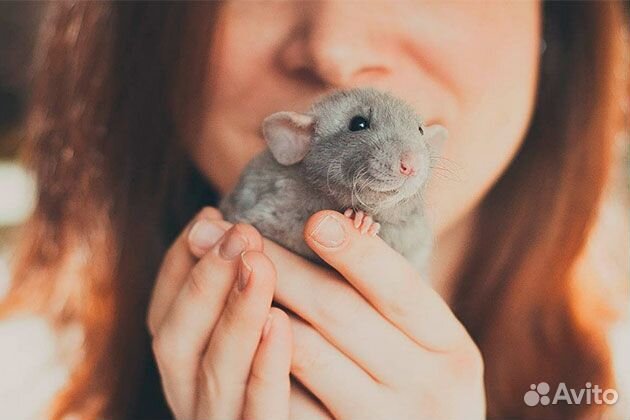 Декоративные крыски