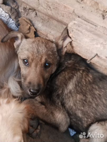 Щенок в добрые руки