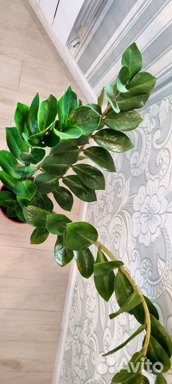 Замиокулькас (долларовое дерево)