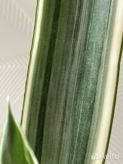 Сансевиерия Страйкер, Манолин