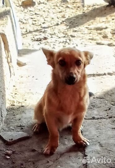 Отдам пёсика в добрые руки