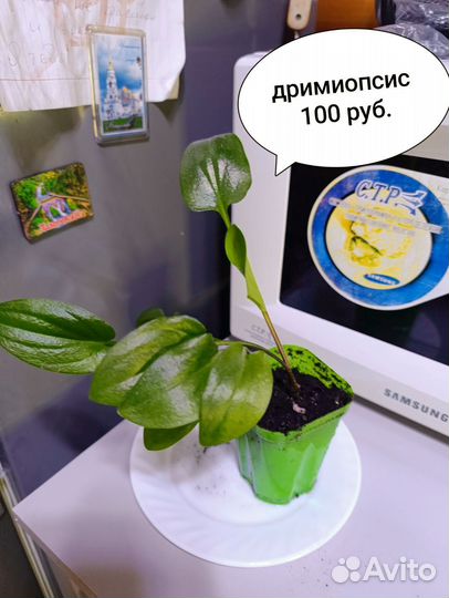 Комнатные растения