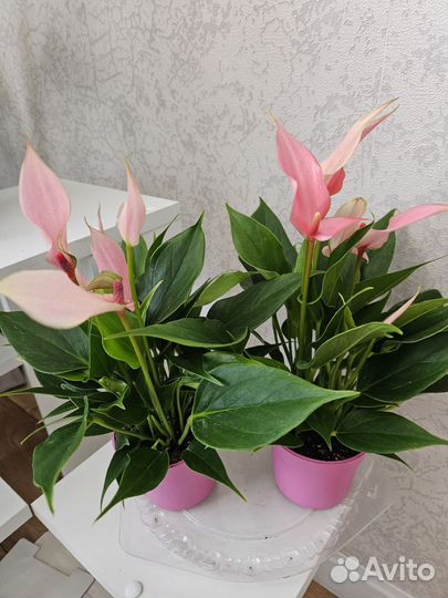 Антуриум Лили комнатные цветы подарок