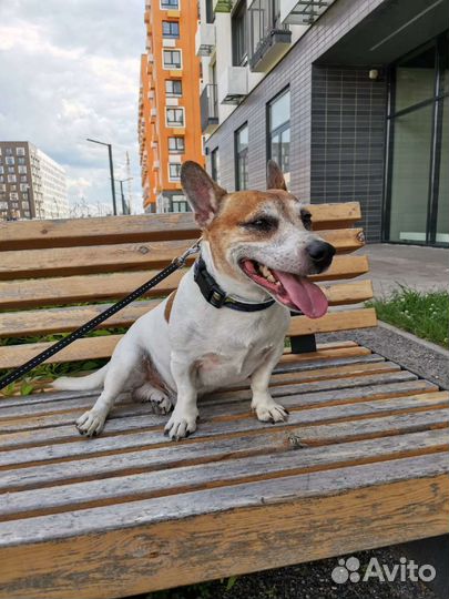 Передержка домашних животных