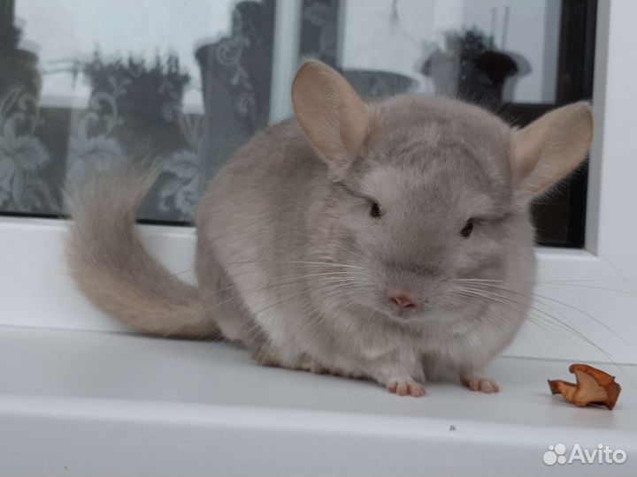 Шиншиллы ангоры и не только