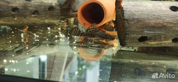 Аквариумные рыбки