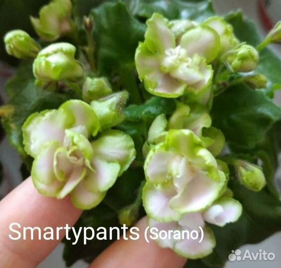 Сортовые фиалки мини, полумини сорта