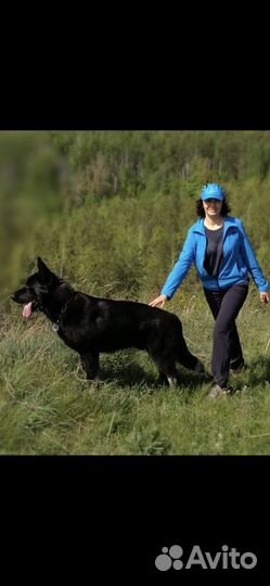 Собакисобакисобаки