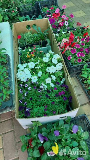 Растения оптом