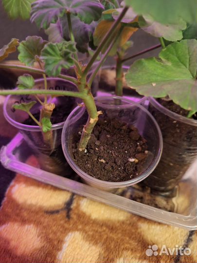 Пеларгония герань Набор