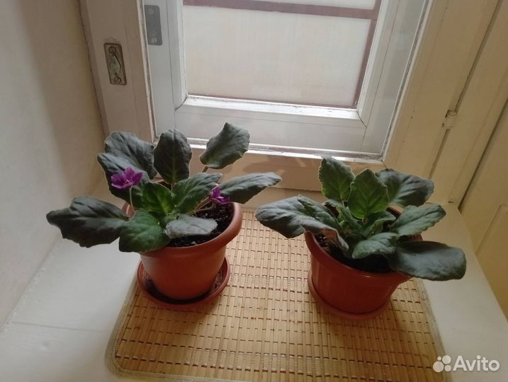 Цветы в пластмассовых горшках: Растение фиалка све