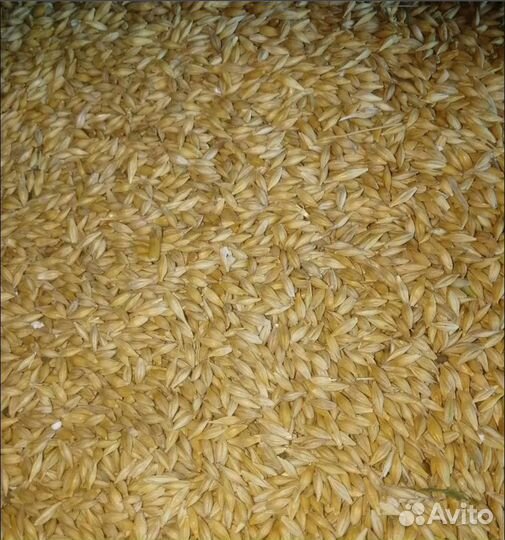 Соя, Пшеница яровая на корм/посев