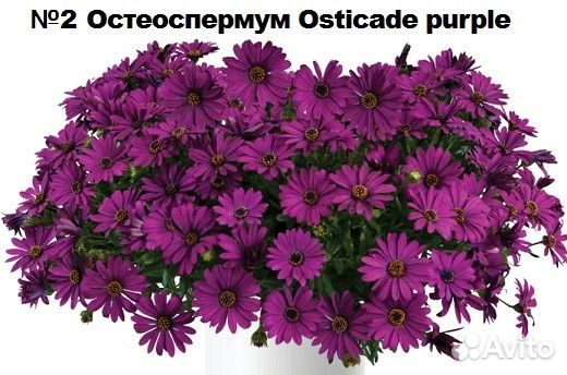 Остеоспермум вегетативный продаю
