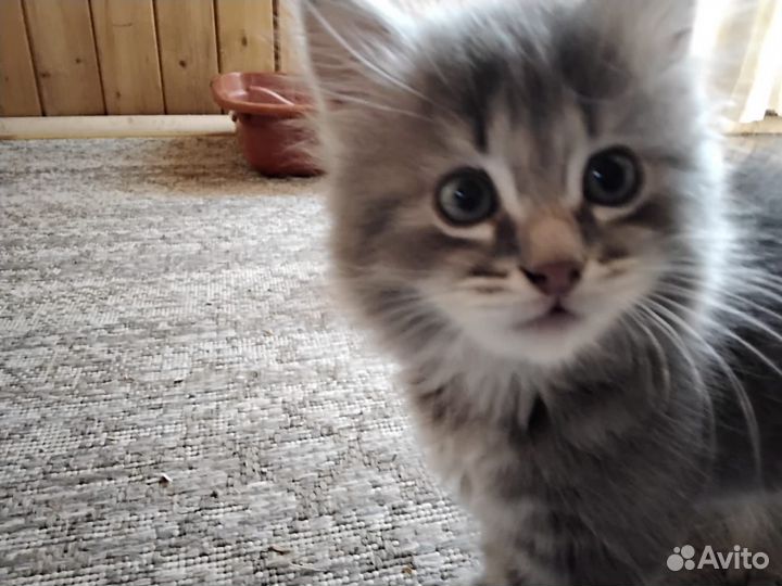 Отдам в добрые руки