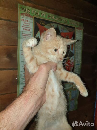 Василий