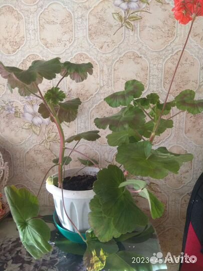 Комнатные растения