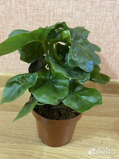 Филодендрон Атом