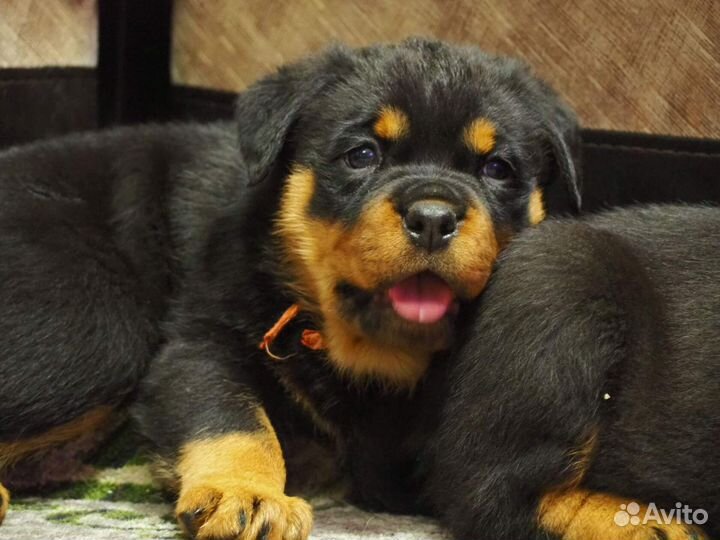 Щенки ротвейлера