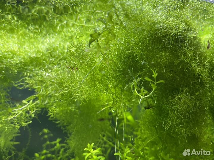 Растения для аквариума