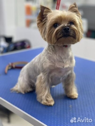 По уходу за животными