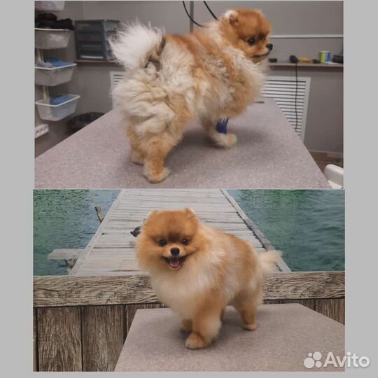 Стрижка собак, груминг, тримминг Советский район