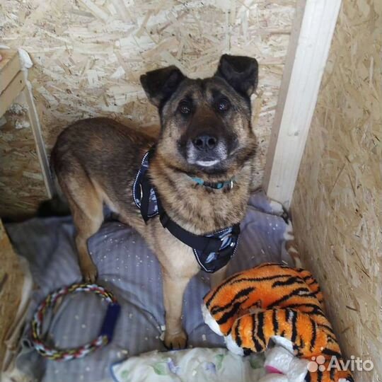 Золотая собака ищет дом